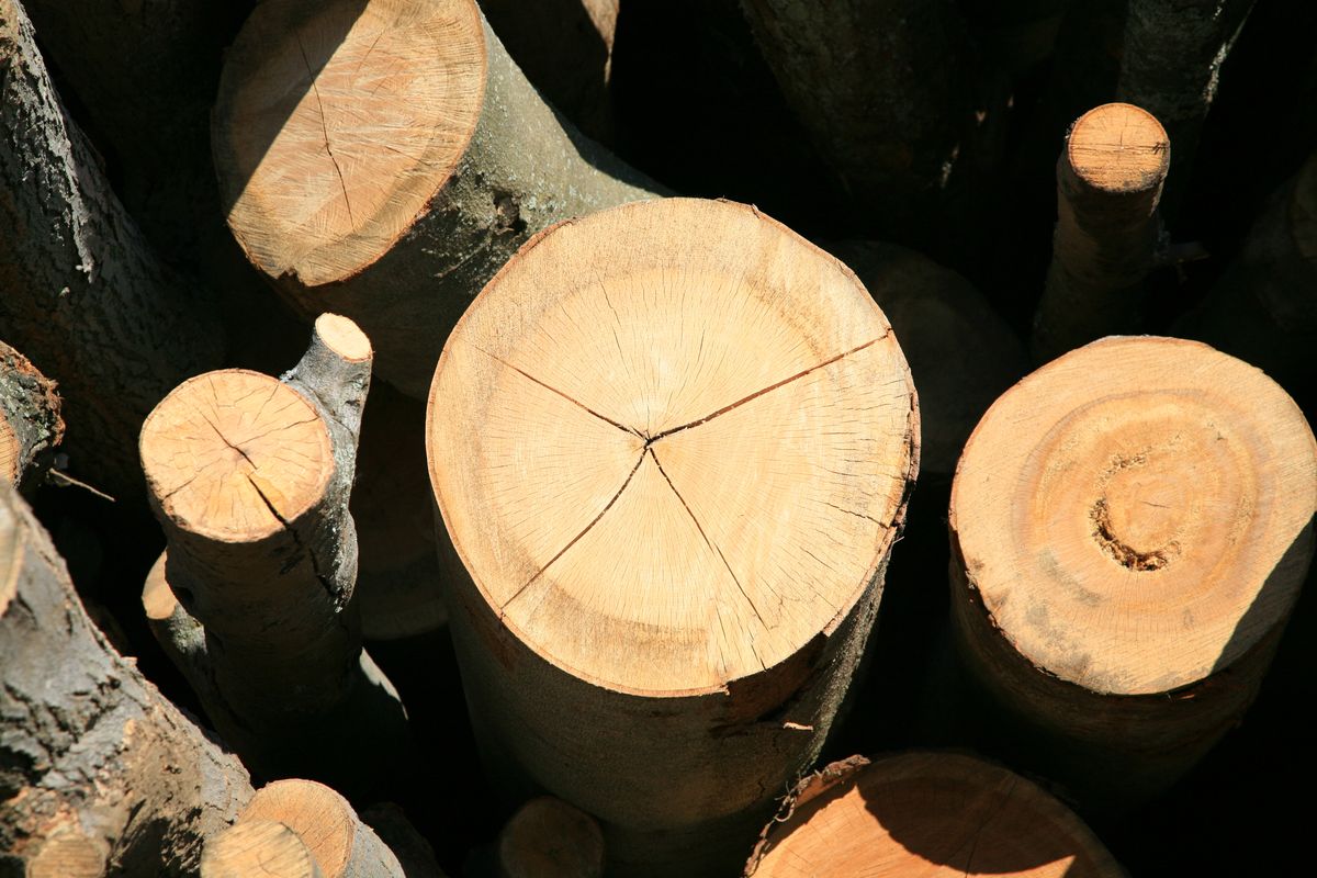 UPM inaugure à Leuna une bioraffinerie qui transforme le bois en produits chimiques
